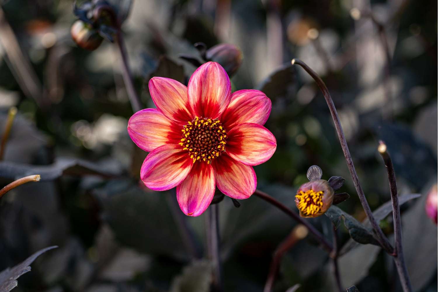 Daalia 'Dahlegria Tricolore'